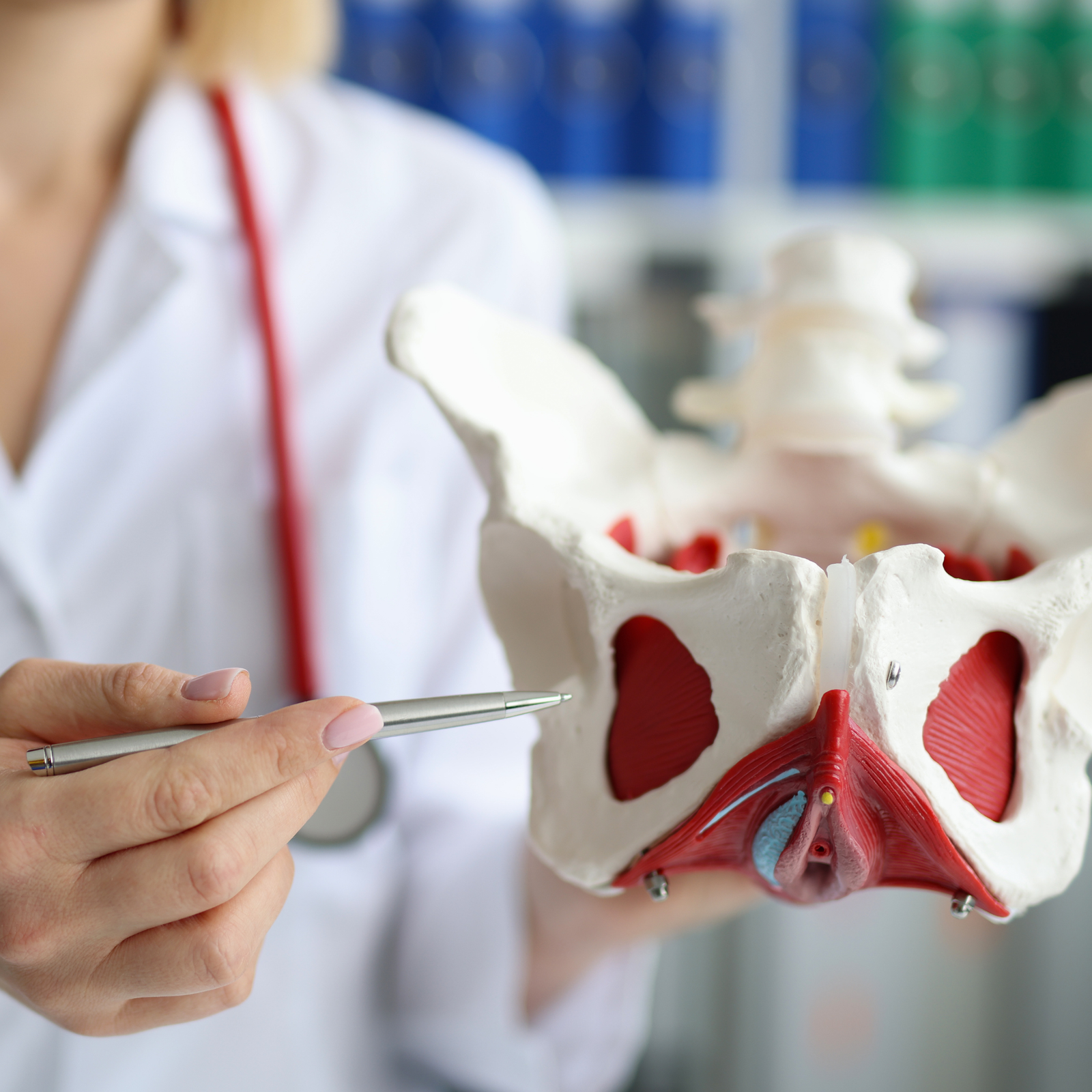 Plaatje van de musculus obturatorius internus aan de binnenkant van het bekken